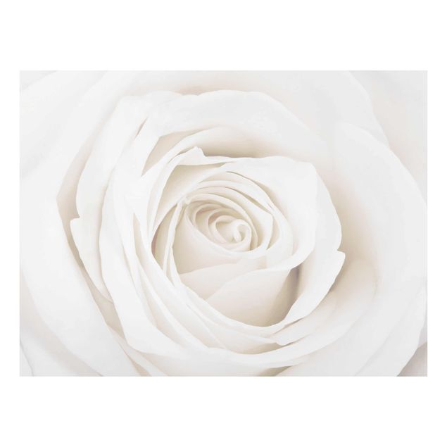 Cuadros de flores Pretty White Rose