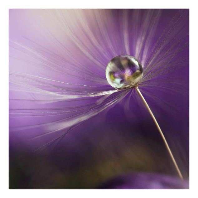 Cuadros flores Dandelion In Violet