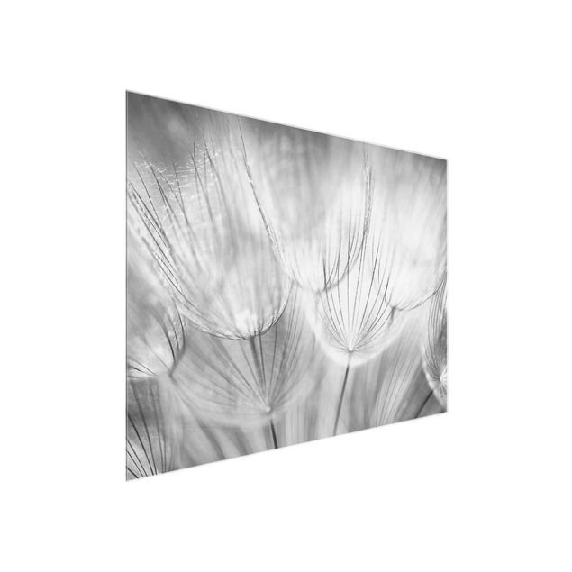 Cuadros de cristal blanco y negro Dandelions macro shot in black and white