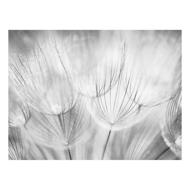 Cuadros plantas Dandelions macro shot in black and white