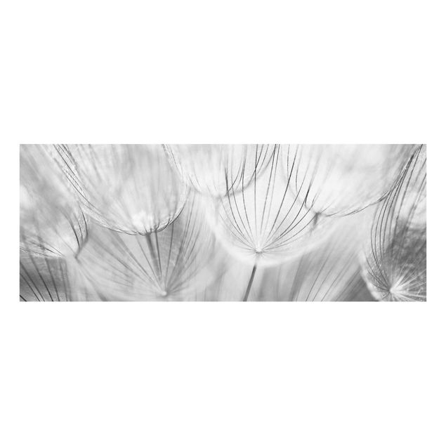 Cuadros plantas Dandelions macro shot in black and white