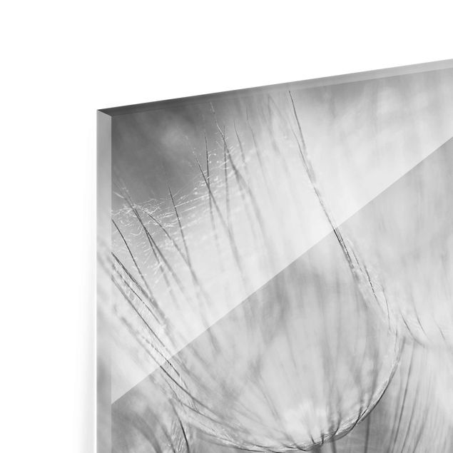 Tableros magnéticos de vidrio Dandelions macro shot in black and white