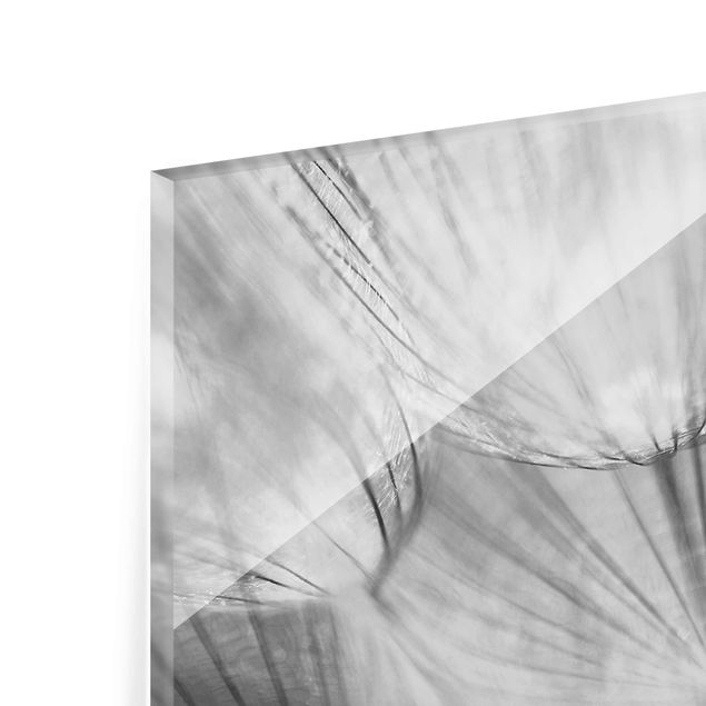Tableros magnéticos de vidrio Dandelions macro shot in black and white