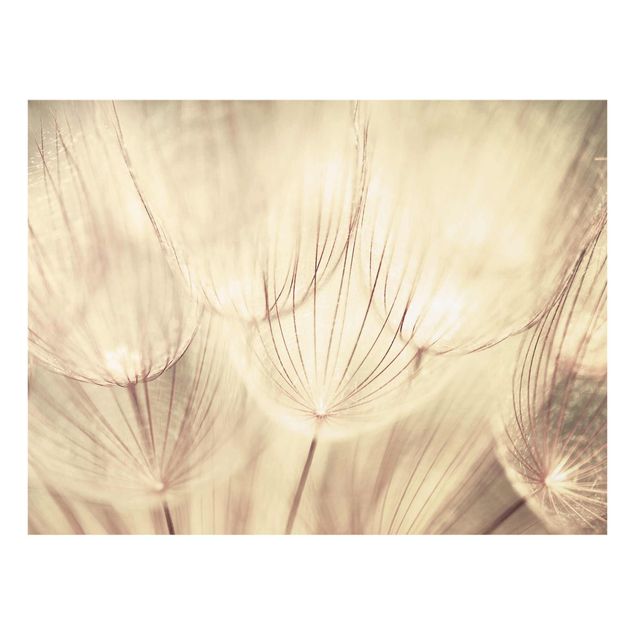 Cuadros de plantas naturales Dandelions Close-Up In Cozy Sepia Tones