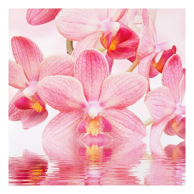 Cuadros plantas Light Pink Orchid On Water