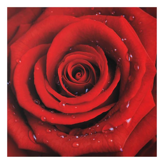 Cuadros de flores modernos Red Rose With Water Drops