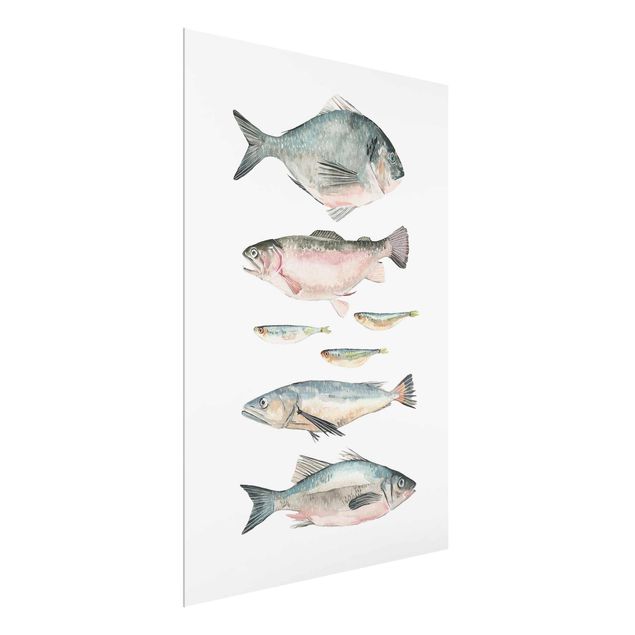 Cuadros decorativos modernos Seven Fish In Watercolour II