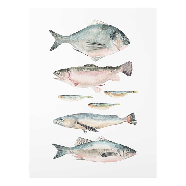 Cuadros animales Seven Fish In Watercolour II