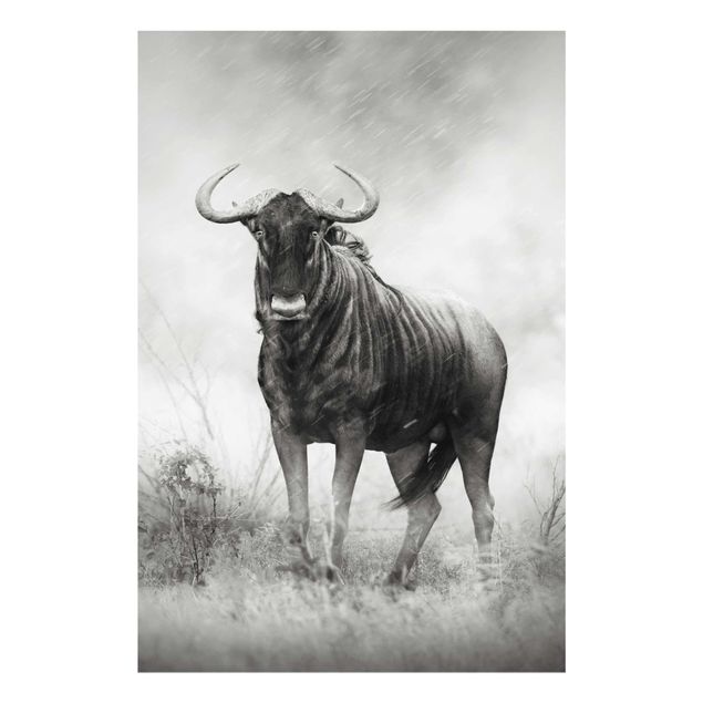 Cuadros en blanco y negro Staring Wildebeest