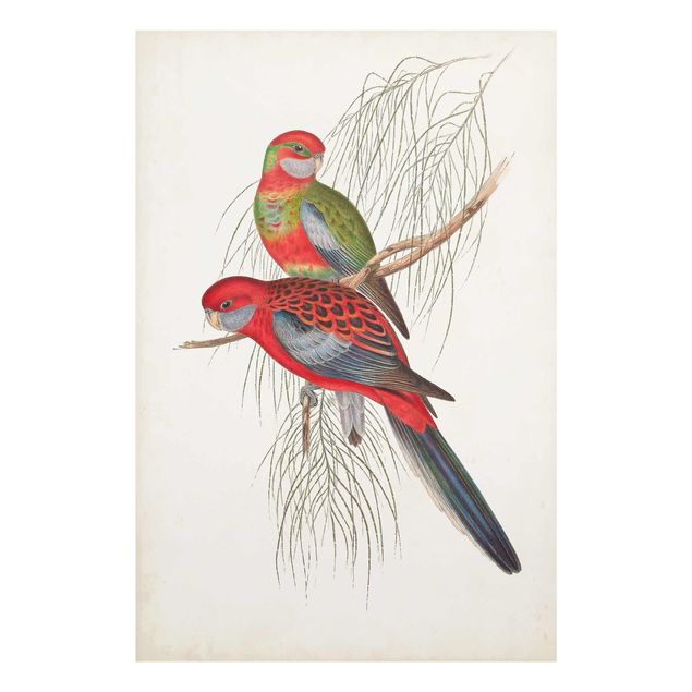 Cuadros modernos Tropical Parrot III