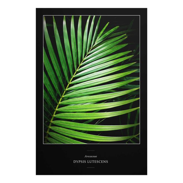 Cuadros verdes Tropical Palm Leaf