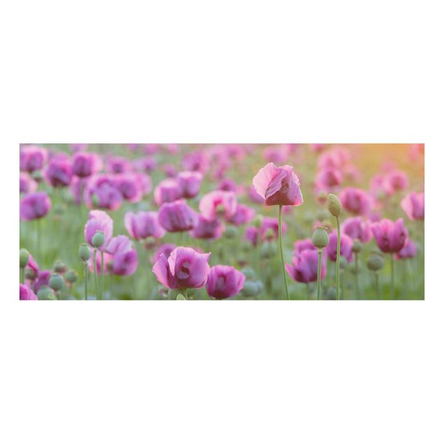 Cuadros de plantas Purple Poppy Flower Meadow In Spring