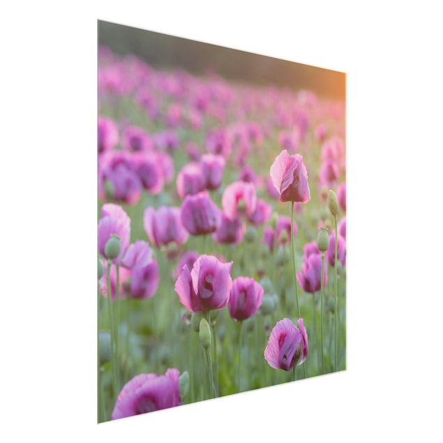 Cuadros de cristal flores Purple Poppy Flower Meadow In Spring
