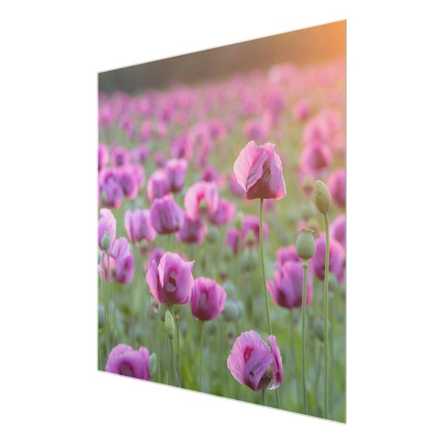 Cuadros de flores modernos Purple Poppy Flower Meadow In Spring
