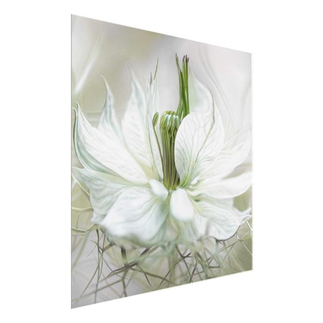 Cuadros flores White Nigella