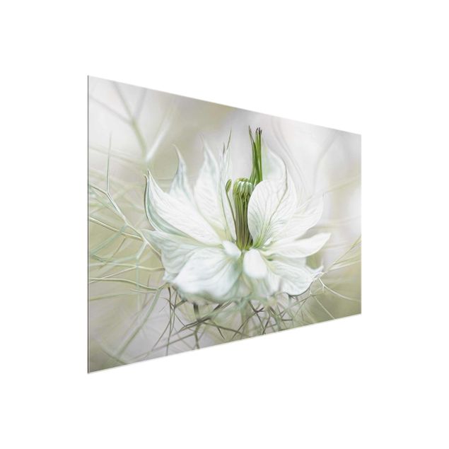 Cuadros de flores White Nigella