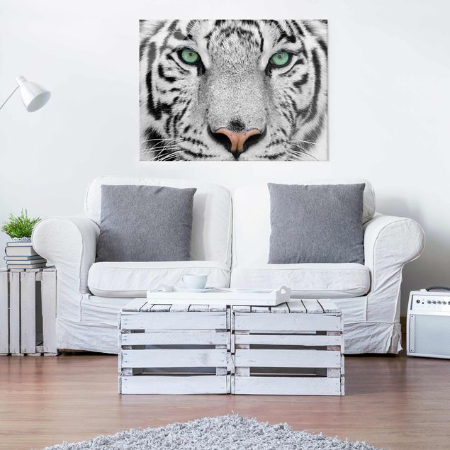Cuadros tigres White Tiger
