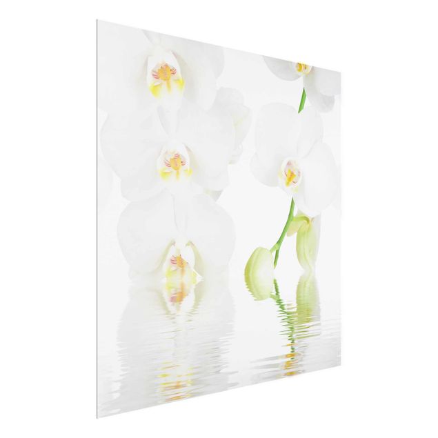 Cuadros de cristal flores Spa Orchid - White Orchid