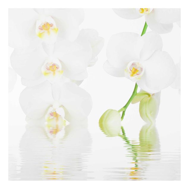 Cuadros plantas Spa Orchid - White Orchid