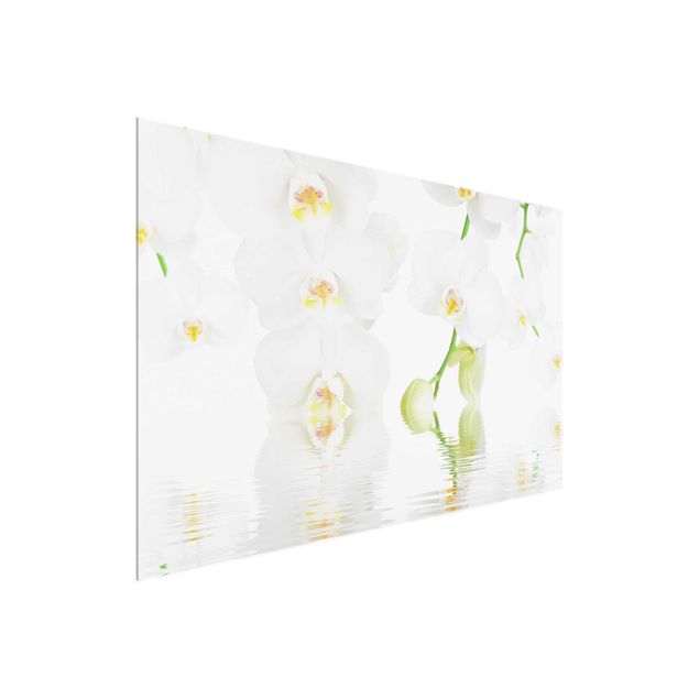 Cuadros de cristal flores Spa Orchid - White Orchid