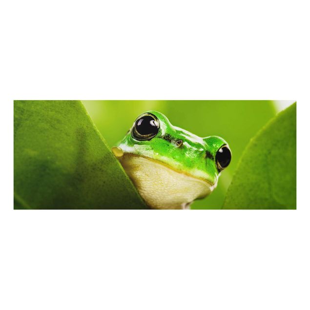 Cuadros modernos Frog
