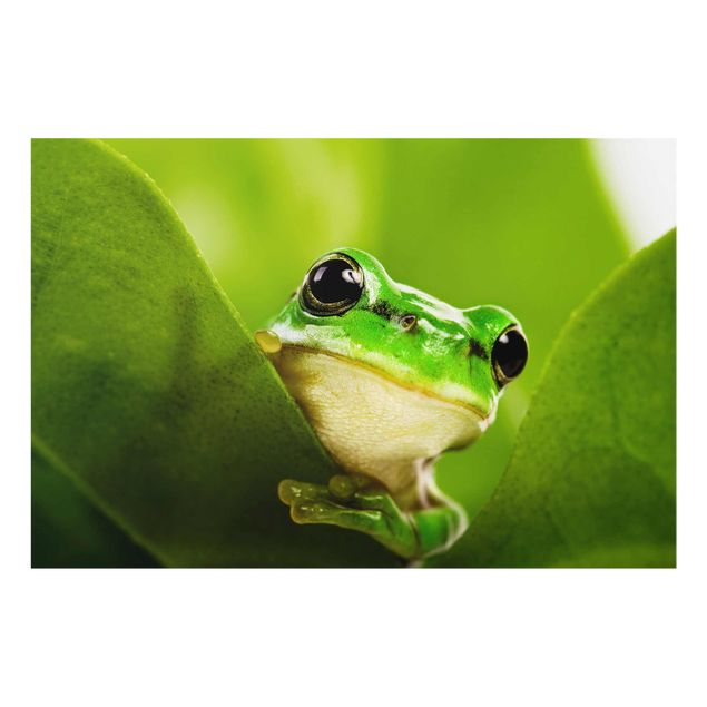 Cuadros decorativos Frog