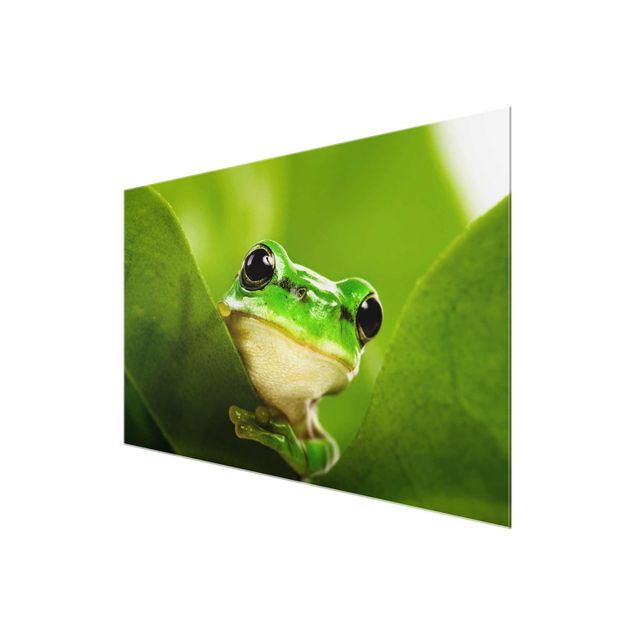Tableros magnéticos de vidrio Frog