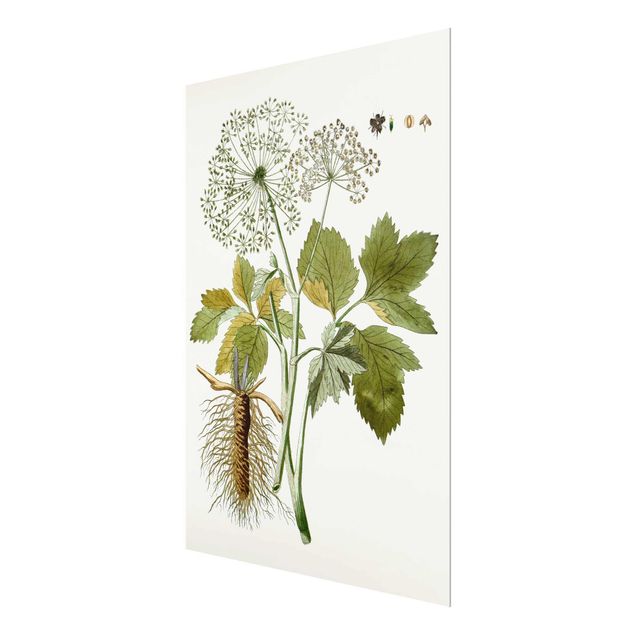 Tableros magnéticos de vidrio Wild Herbs Board IV