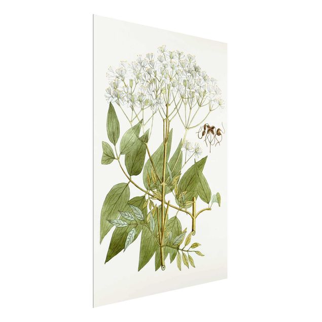 Cuadros de flores Wild Herbs Board V