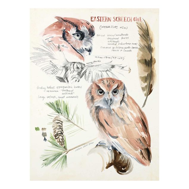 Cuadros en tonos beige y marrón Wilderness Journal - Owl