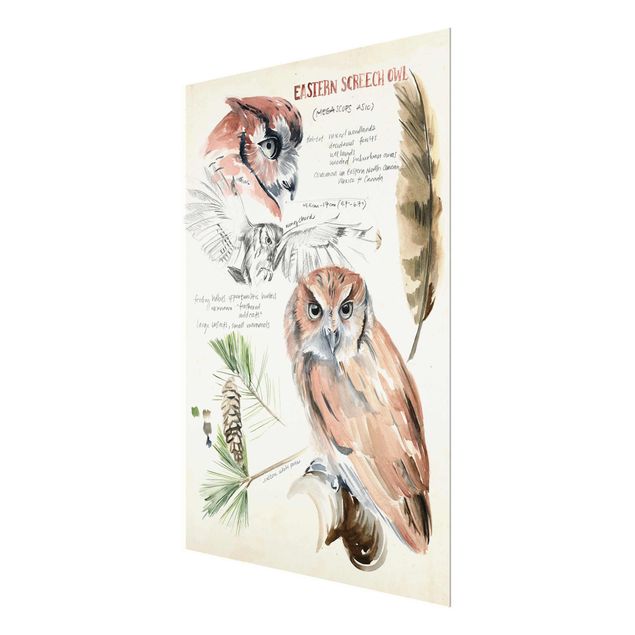 Cuadros decorativos Wilderness Journal - Owl