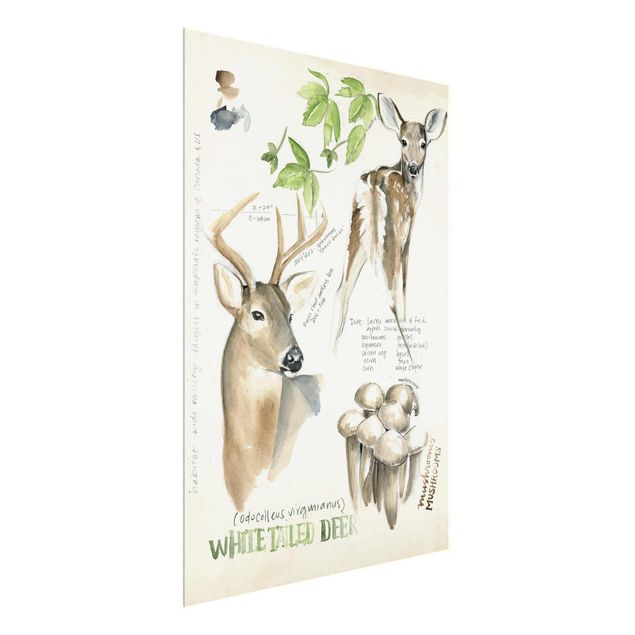 Cuadros de plantas naturales Wilderness Journal - Deer