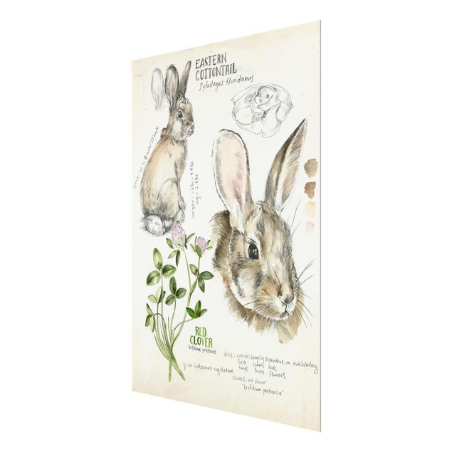 Cuadros decorativos Wilderness Journal - Rabbit