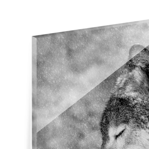 Tableros magnéticos de vidrio Winter Wolf