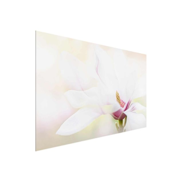 Cuadros de flores Delicate Magnolia Blossom