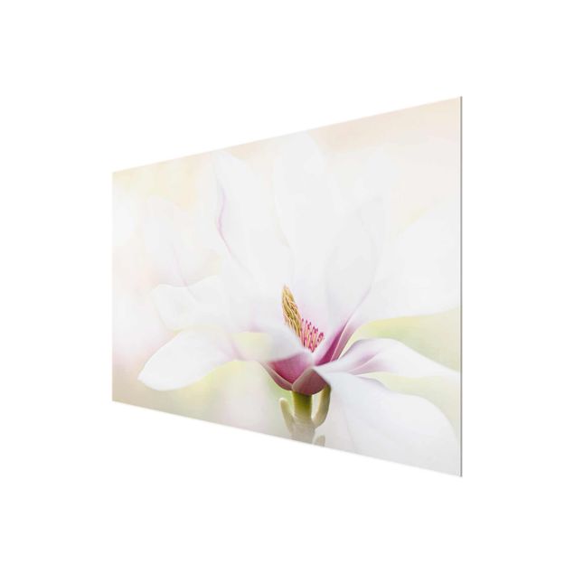 Tableros magnéticos de vidrio Delicate Magnolia Blossom
