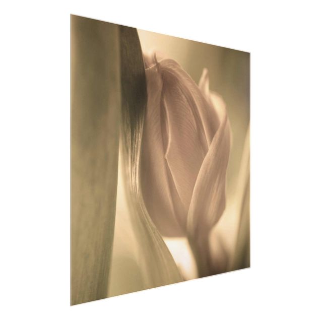 Cuadros de flores Delicate Tulip