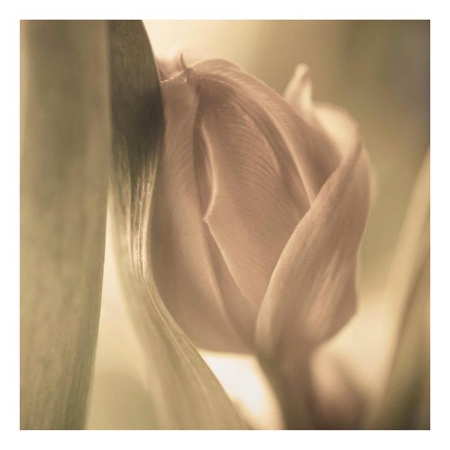 Cuadros Delicate Tulip