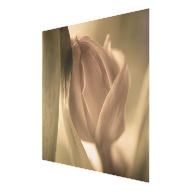 Tableros magnéticos de vidrio Delicate Tulip