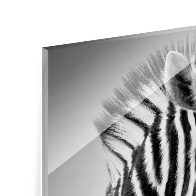 Tableros magnéticos de vidrio Zebra Baby Portrait II