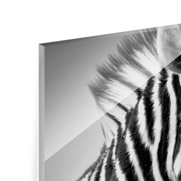 Tableros magnéticos de vidrio Zebra Baby Portrait II
