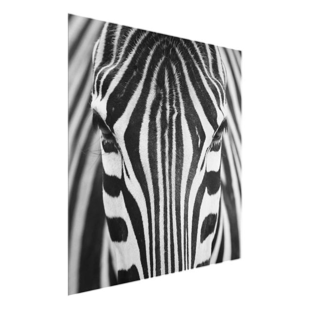 Cuadros de cristal animales Zebra Look
