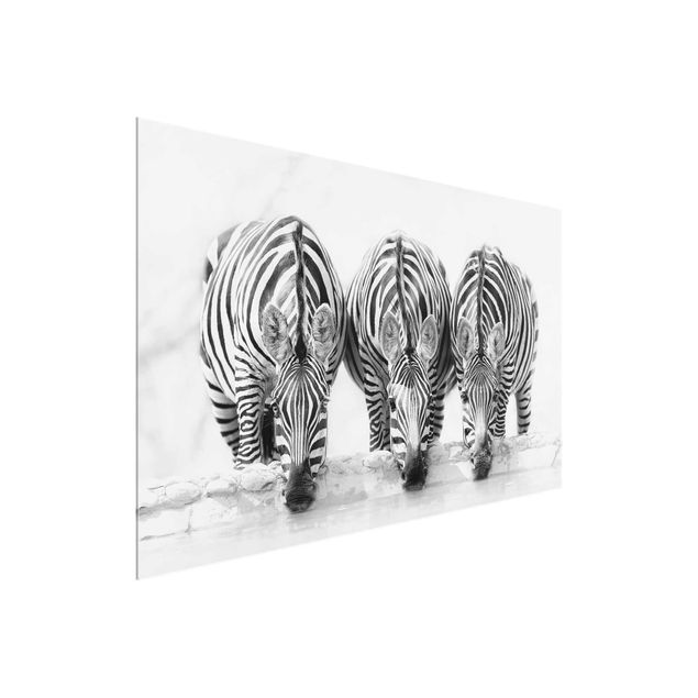 Cuadros de cristal animales Zebra Trio In Black And White