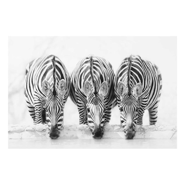 Cuadros modernos Zebra Trio In Black And White