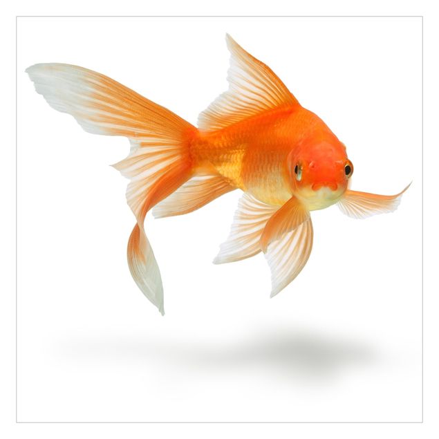 Papel pintado Goldfish Is Watching You