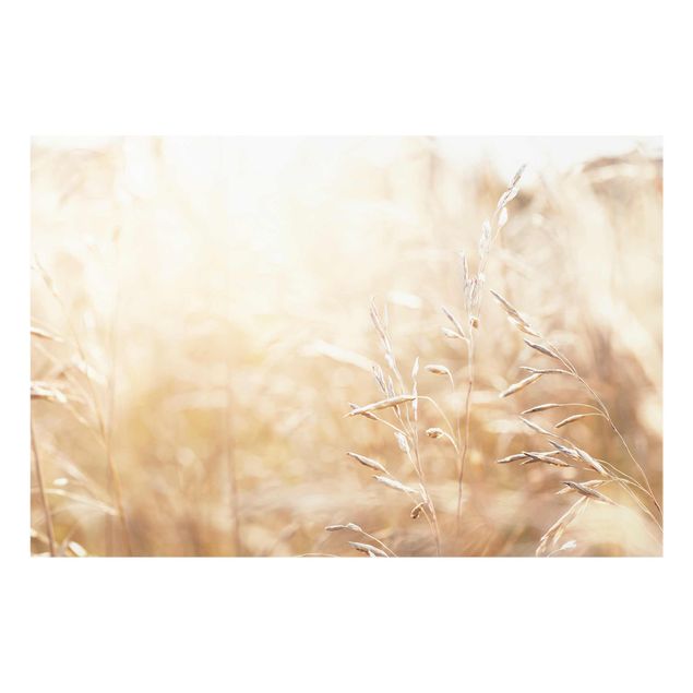 Cuadros Grasses In The Sun