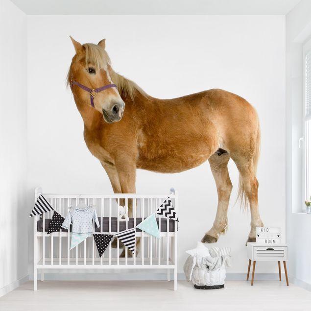 Papel pared animales Haflinger