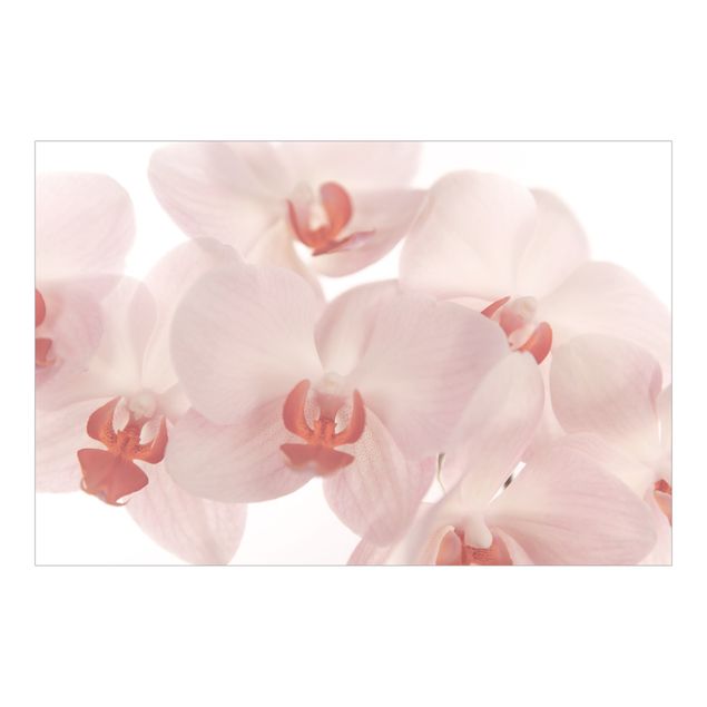 Papeles pintados Bright Orchid Flower Wallpaper - Svelte Orchids