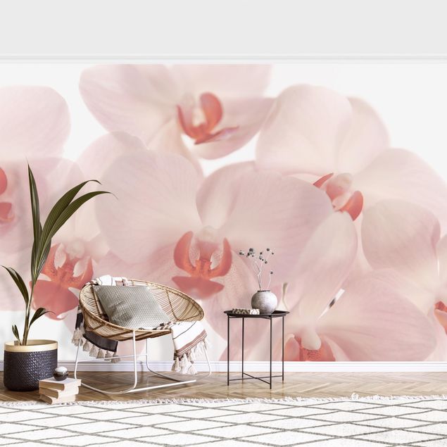 Decoración cocina Bright Orchid Flower Wallpaper - Svelte Orchids
