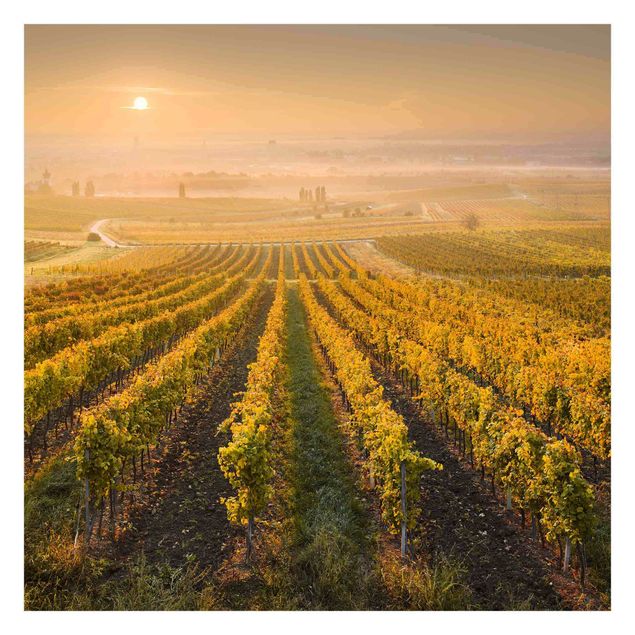 Cuadros Mirau Autumnal Vineyards Near Vienna